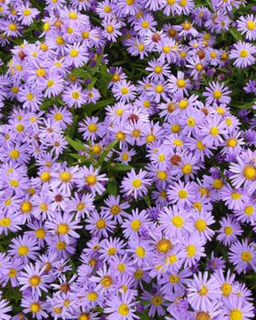 3 Asters nain Professor Anton Kippenberg - Fleurs vivaces - Aster novi-belgii Prof. Anton Kippenberg