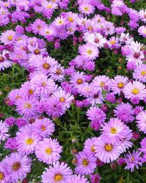 Aster nain Rosenwichtel - Fleurs vivaces - ASTER DUMOSUS ROSENWICHTEL