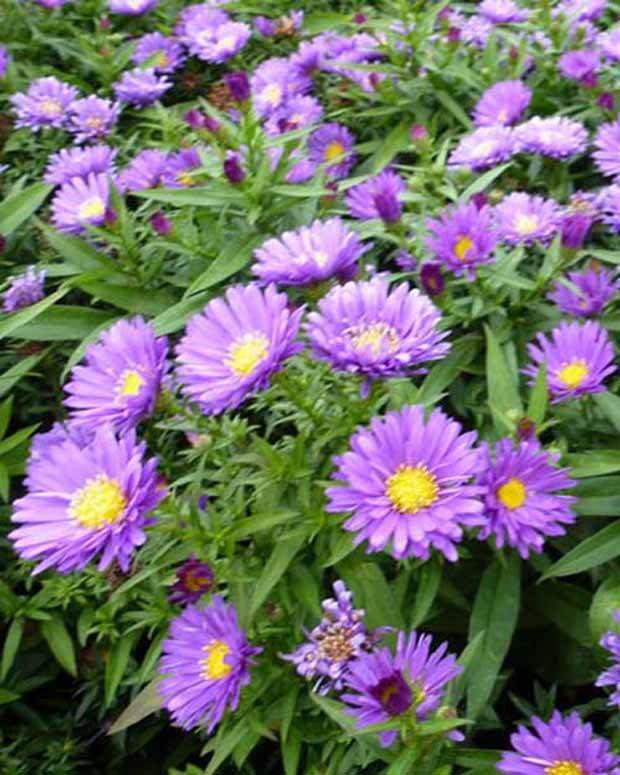 3 Asters nain Samoa - Fleurs vivaces - ASTER DUMOSUS SAMOA