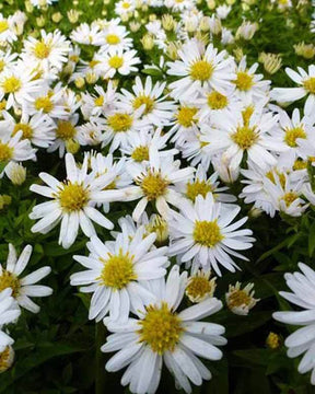 3 Asters nain Schneekissen - Fleurs vivaces - ASTER DUMOSUS SCHNEEKISSEN