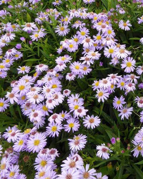 3 Asters nain Silberblaukissen Marguerites d automne Silberblaukissen - Fleurs vivaces - Aster Silberblaukissen