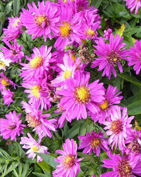 Aster nain Starlight - Fleurs vivaces - Aster novi-belgii Starlight