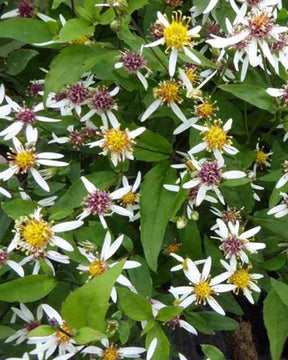 3 Asters divariqué Tradescant - Fleurs vivaces - Aster divaricatus Tradescant