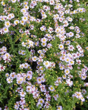 3 Asters éricoïde Blue Star - Fleurs vivaces - ASTER ERICOIDES BLUE STAR