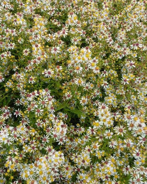 Aster éricoïde Golden Spray - Fleurs vivaces - ASTER ERICOIDES GOLDEN SPRAY