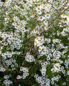 Aster éricoïde Herbstmyrte - Fleurs vivaces - Aster ericoides Herbstmyrte