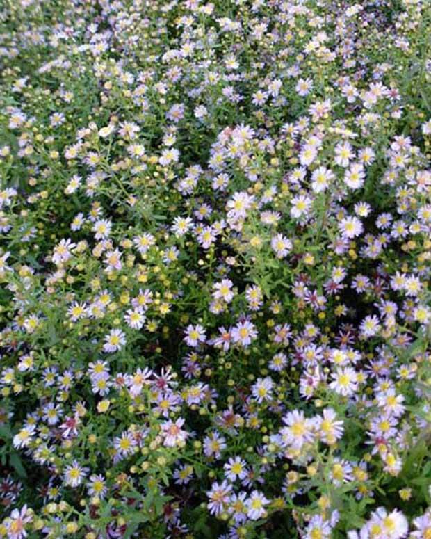 3 Asters éricoïde Lovely - Fleurs vivaces - Aster ericoides Lovely