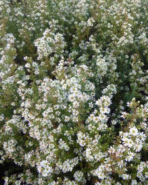 Aster éricoïde Schneetanne - Fleurs vivaces - Aster ericoides Schneetanne