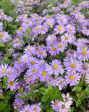 3 Asters de Frikart Jungfrau - Fleurs vivaces - ASTER FRIKARTII JUNGFRAU