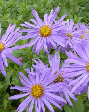 3 Asters de Frikart Wunder von Stäfa - Fleurs vivaces - Aster x frikartii Wunder von Stäfa