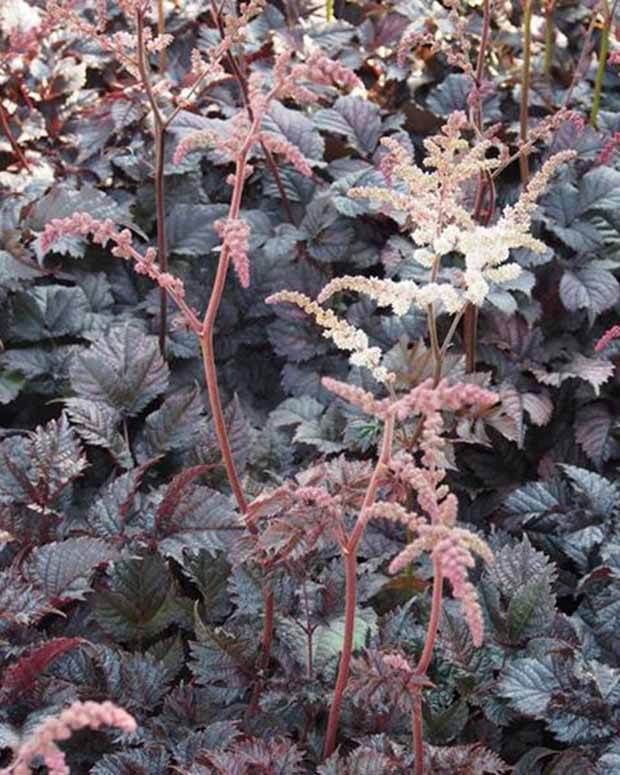 Astilbe hybride Chocolate Shogun - Fleurs vivaces - Astilbe Chocolate Shogun