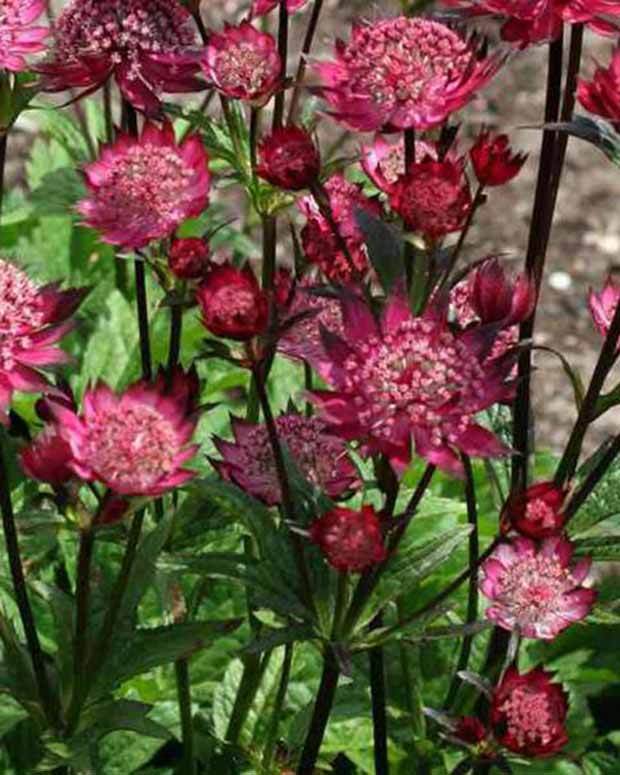 Grande astrance Hadspen Blood - Fleurs vivaces - Astrantia Hadspen Blood