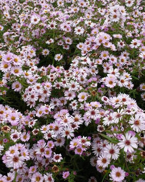 Marguerite d automne Kylie - Fleurs vivaces - Aster Kylie