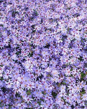 Marguerite d automne Little Carlow - Fleurs vivaces - Aster Little Carlow JOLLY JUMPER