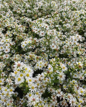 Aster éricoïde Monte Cassino - Fleurs vivaces - Aster pilosum var. pringlei Monte Cassino