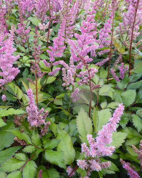 Astilbe hybride Maggie Daley - Fleurs vivaces - Astilbe Maggie Daley