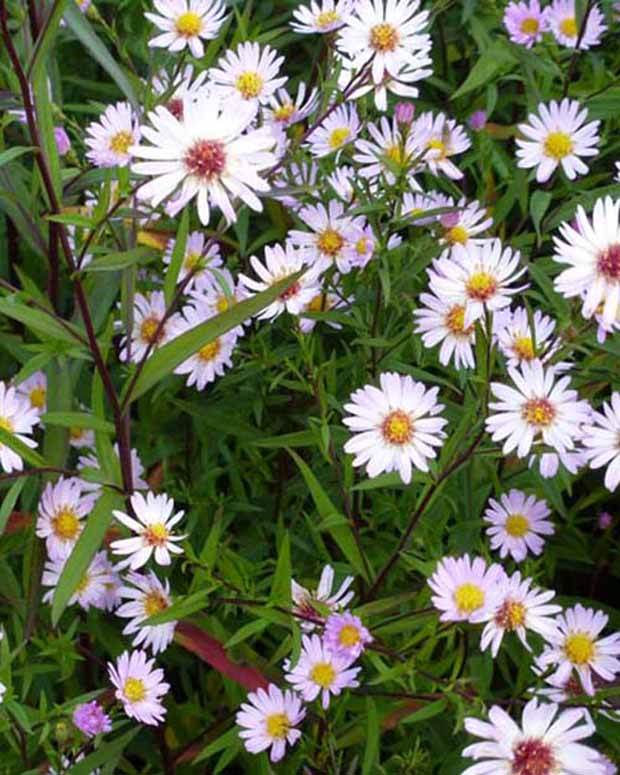 Aster Vastersival - Fleurs vivaces - Symphyotrichum Vasterival