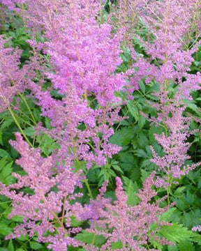 Astilbe du Japon Mainz - Fleurs vivaces - ASTILBE JAPONICA MAINZ