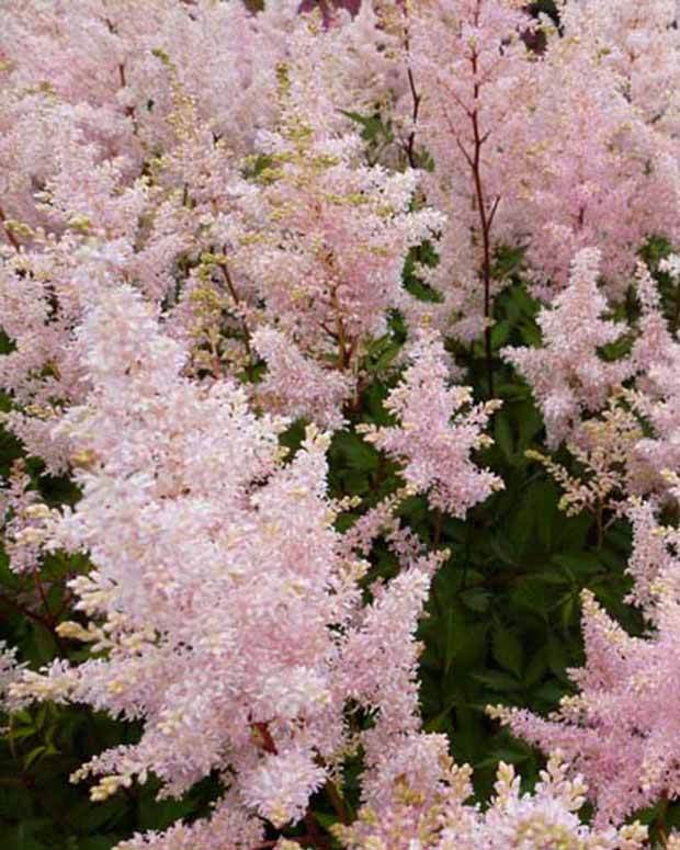 Astilbe hybride Peach Blossom - Fleurs vivaces - Astilbe Peach Blossom