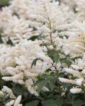 Astilbe hybride Washington - Fleurs vivaces - Astilbe Washington