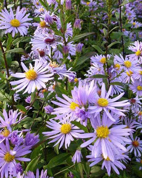 Marguerite d automne Calliope - Aster géant - Fleurs vivaces - Aster laevis Calliope