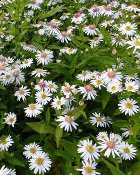 3 Asters à fleurs latérales Chloé Marguerites d automne Chloé - Fleurs vivaces - Symphyotrichum lateriflorum Chloe