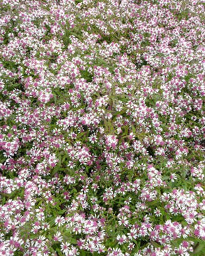 Aster laterifolius Horizontalis - Fleurs vivaces - ASTER LATERIFLORUS HORIZONTALIS