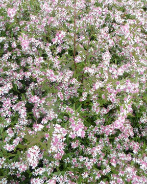 3 Asters lateriflorus Lady In Black - Fleurs vivaces - ASTER LATERIFLORUS LADY IN BLACK