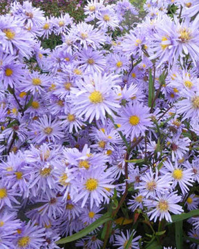 Marguerite d automne Novemberblau - Aster géant - Fleurs vivaces - Aster laevis Novemberblau