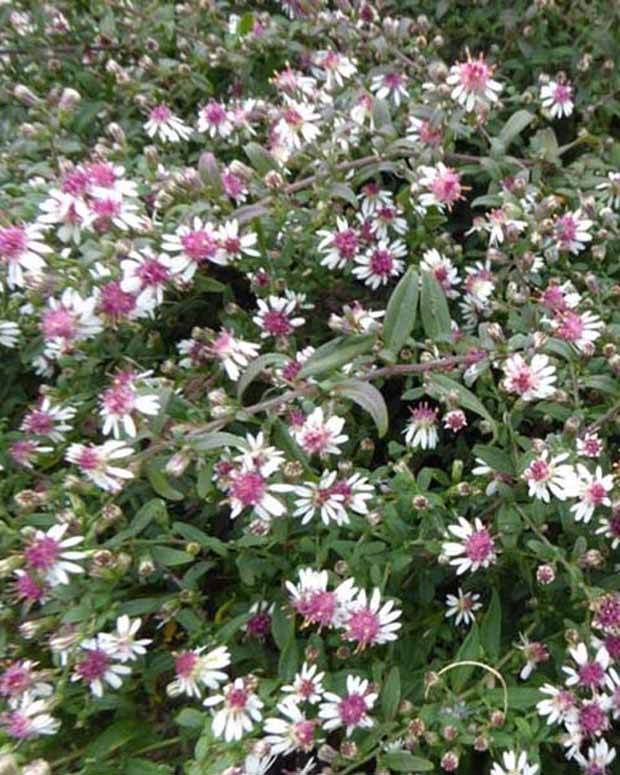 3 Asters lateriflorus Prince - Fleurs vivaces - ASTER LATERIFLORUS PRINCE