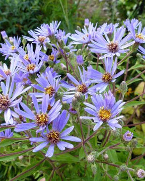 Aster macrophyllus - Fleurs vivaces - ASTER MACROPHYLLUS