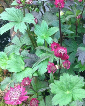 Grandes astrances Hybrides de Gill Richardson - Fleurs vivaces - Astrantia major ( Gil Richardson Group )