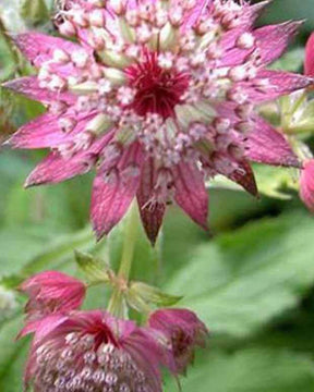 Grande astrance Rosea - Fleurs vivaces - Astrantia major Rosea