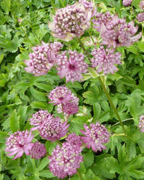 Grande astrance Rosensimfonie - Fleurs vivaces - Astrantia major Rosensinfonie