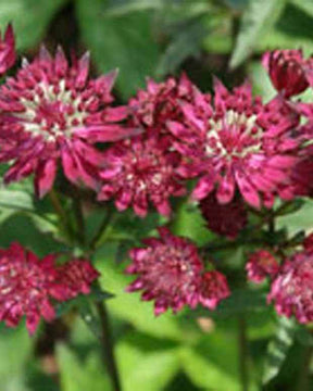 Grande Astrance Rubra - Fleurs vivaces - ASTRANTIA MAJOR RUBRA