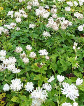 Grande astrance Superstar - Fleurs vivaces - Astrantia major Superstar