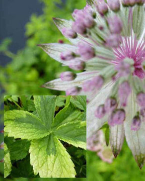 Grande Astrance Sunningdale Variegated - Fleurs vivaces - ASTRANTIA MAJOR SUNNINGDALE VARIEGATED