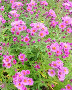 3 Asters de Nouvelle-Angleterre Andenken an P. Gerber - Fleurs vivaces - Aster novae-angliae Andenken an Paul Gerber