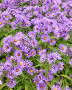 Aster de Nouvelle-Angleterre Barrs Blue - Fleurs vivaces - Aster novae-angliae Barrs Blue