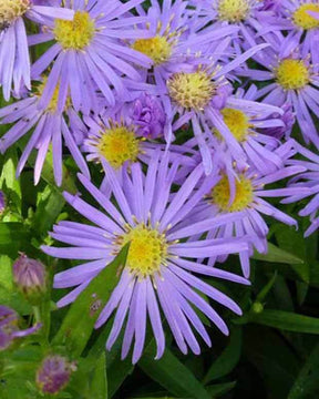 Aster de Nouvelle-Belgique Blütenmeer - Fleurs vivaces - Aster novi-belgii Blütenmeer