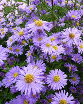 3 Asters à feuilles lisses Dauerblau - Fleurs vivaces - ASTER NOVI-BELGII DAUERBLAU