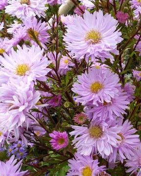 3 Asters à feuilles lisses Fellowship - Fleurs vivaces - ASTER NOVI-BELGII FELLOWSHIP