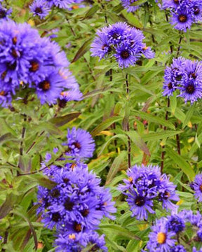 3 Asters de Nouvelle-Angleterre Guido en Gezelle - Fleurs vivaces - Symphyotrichum novae-angliae