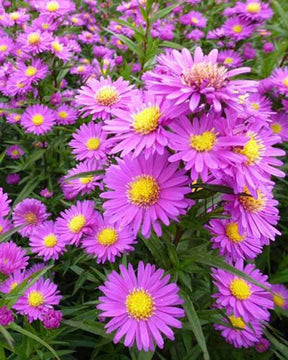 3 Asters de Nouvelle-Belgique Karminkuppel - Fleurs vivaces - Aster novi-belgii Karminkuppel