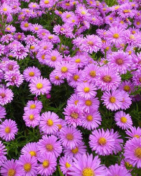 3 Asters de Nouvelle-Belgique Lady Francis - Fleurs vivaces - Aster novi-belgii Lady Francis