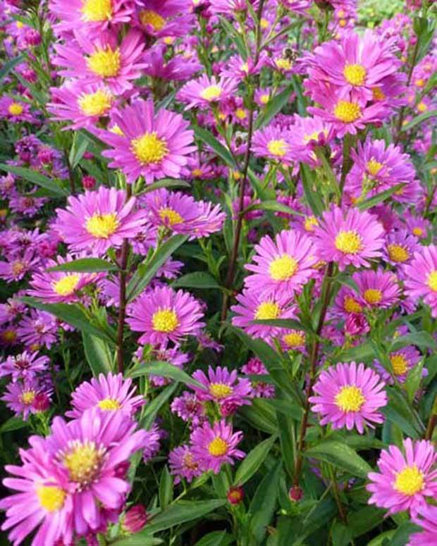 3 Asters de Nouvelle-Belgique Lisette Asters - Fleurs vivaces - Aster novi-belgii Lisette