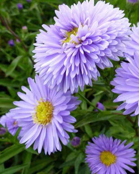 Aster de Nouvelle-Belgique Marie Ballard - Fleurs vivaces - Aster novi-belgii Marie Ballard