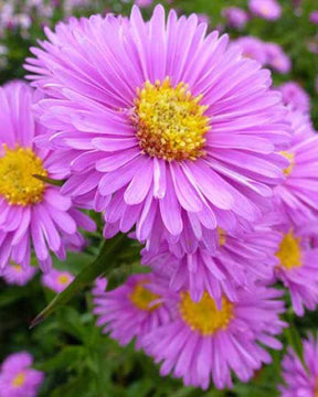 Aster à feuilles lisses Patricia Ballard - Fleurs vivaces - ASTER NOVI-BELGII PATRICIA BALLARD