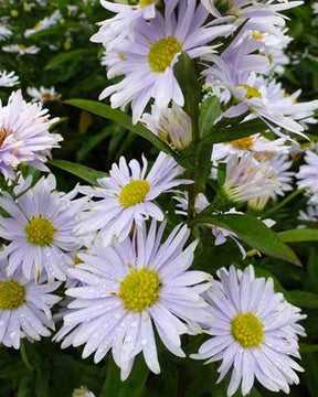 3 Asters de Nouvelle-Belgique Porzellan - Fleurs vivaces - Aster novi-belgii Porzellan