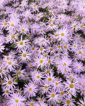 3 Asters à feuilles lisses Rosenquarz - Fleurs vivaces - ASTER NOVI-BELGII ROSENQUARZ